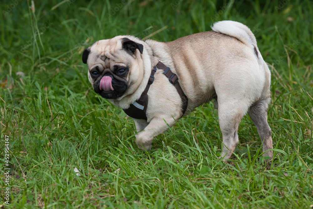 Little, funny pug stands in the green grass and sticks out his tongue.