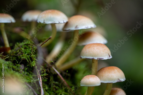 Pilze im August © Markus Eymann
