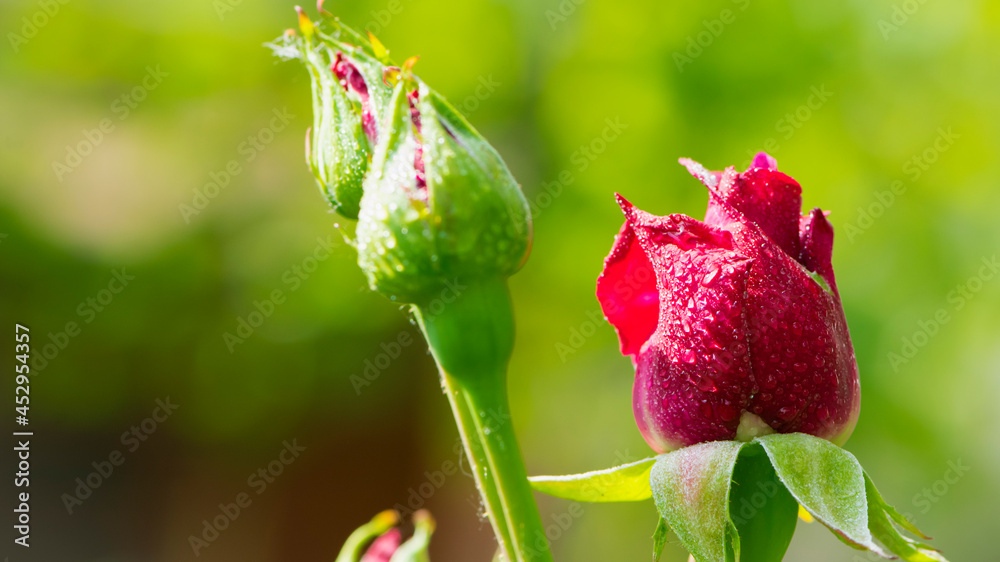 red rose. Rose buds in the garden on a natural background after the rain. flowers and buds of red roses in dew drops. beautiful flowers of a red rose for a holiday, close-up, gentle blurred background red rose. Rose buds in the garden on a natural background after the rain. flowers and buds of red roses in dew drops. beautiful flowers of a red rose for a holiday, close-up, gentle blurred background