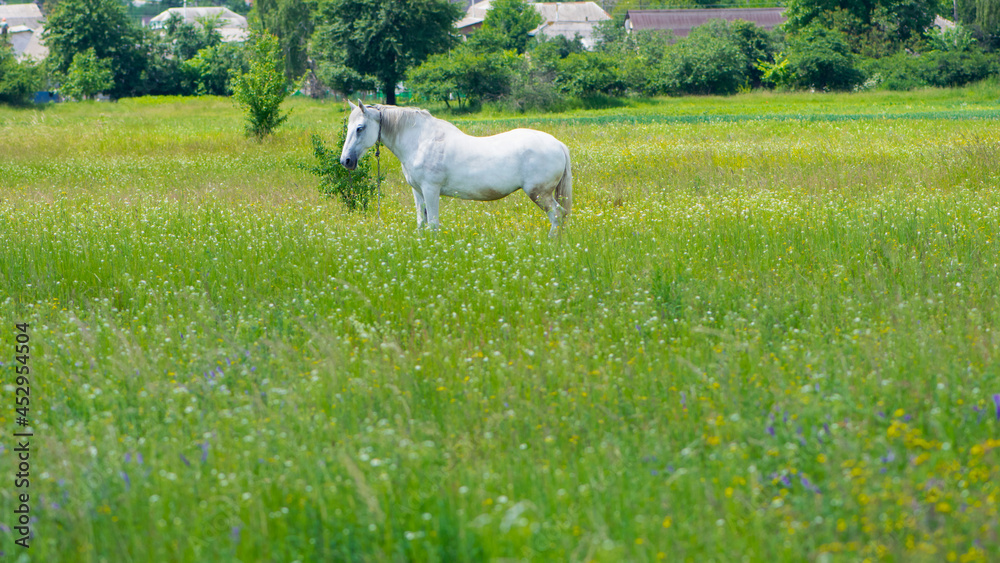 Fototapeta premium field grass. white horse out of focus, on green grass in the field. white horse stands in an agriculture field with juicy grass in sunny weather. strong, hardy and fast animal. grazing in the meadow