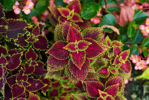 Photos Coleus plant