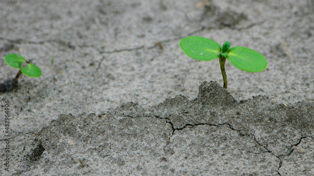 sunflower sprout, green leaves, closeup. giving life, a small green sprout in the ground. soil with the plant. Ecology, environmental protection. spring work, the crop emerges in a field or greenhouse sunflower sprout, green leaves, closeup. giving life, a small green sprout in the ground. soil with the plant. Ecology, environmental protection. spring work, the crop emerges in a field or greenhouse