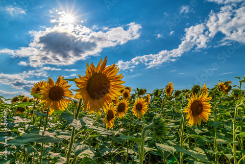 Sunflowers, flowers