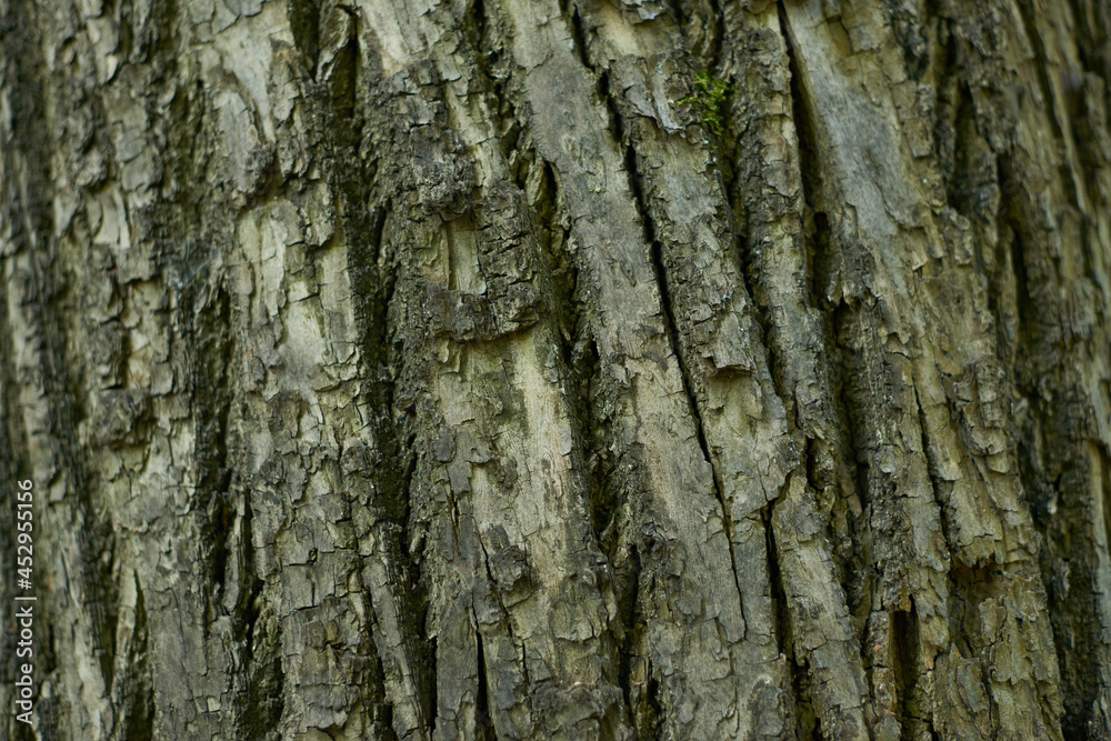 Closeup Tree Bark Texture For Background , Old Wood Tree background surface natural pattern Closeup Tree Bark Texture For Background , Old Wood Tree background surface natural pattern