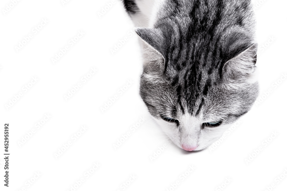 Fototapeta premium Gray cat on white background with copy space
