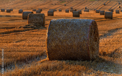 Landscape, field, Morava, harvest photo