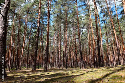 beautiful pine forest smooth pillars trees grow in rows