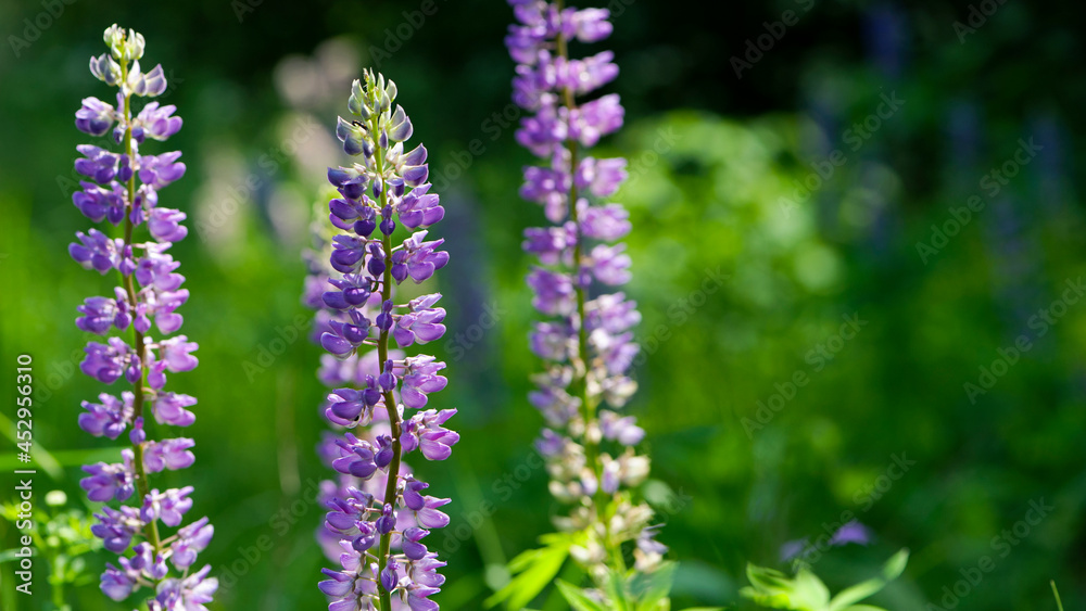 Blooming lupine flower. Lupine, a field of lupine with pink purple and blue flowers. Bouquet of lupines summer floral background. Lupine field. Purple spring and summer flower. nature close-up Blooming lupine flower. Lupine, a field of lupine with pink purple and blue flowers. Bouquet of lupines summer floral background. Lupine field. Purple spring and summer flower. nature close-up