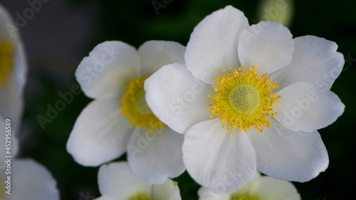 Anemone sylvestris. delicate flowers in the garden  in the flowerbed. floral background. beautiful delicate Anemone sylvestris. white flowers on a natural green background. close-up