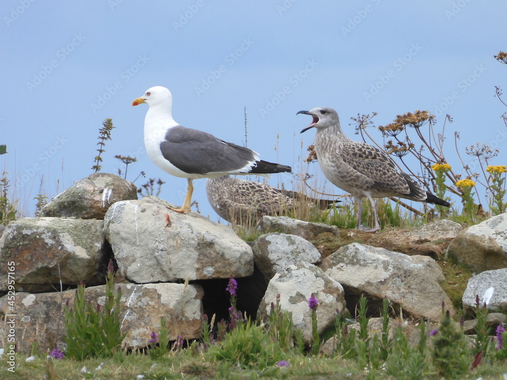 Fototapeta premium Saltee Island Ireland