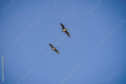 Un par de gaviotas volando 