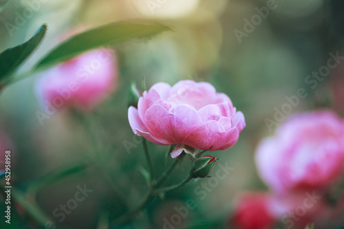 Beautiful pink rose flowers in summer sunrise garden