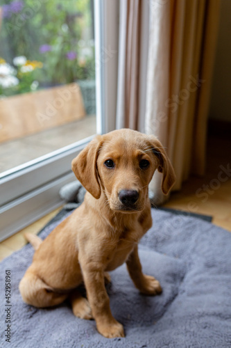 A young Labrador puppy sitting on his bed, he is looking directly into the camera