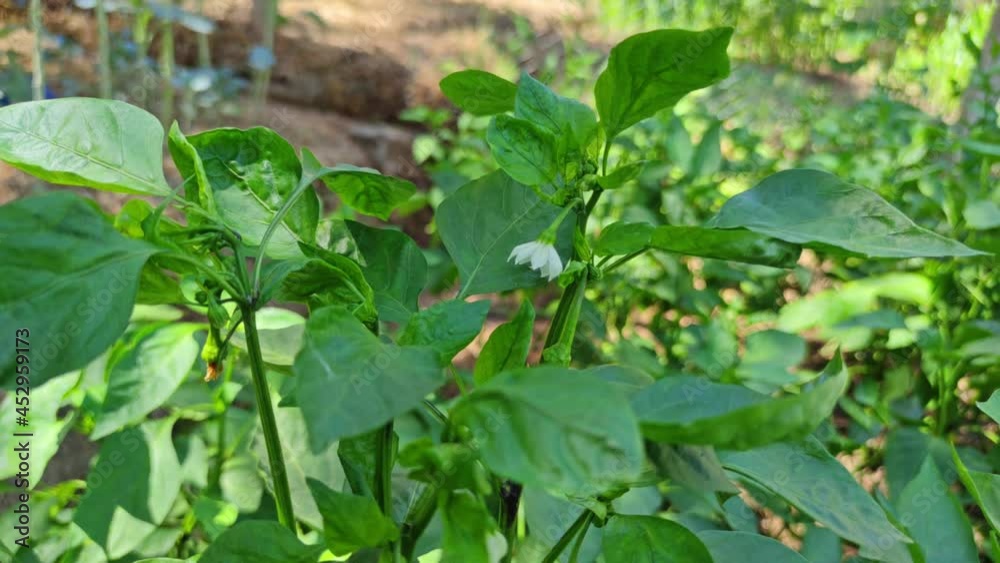 Chili pepper tree in a garden. Cayenne pepper plants that are starting to bear fruit on a chili tree Chili pepper tree in a garden. Cayenne pepper plants that are starting to bear fruit on a chili tree