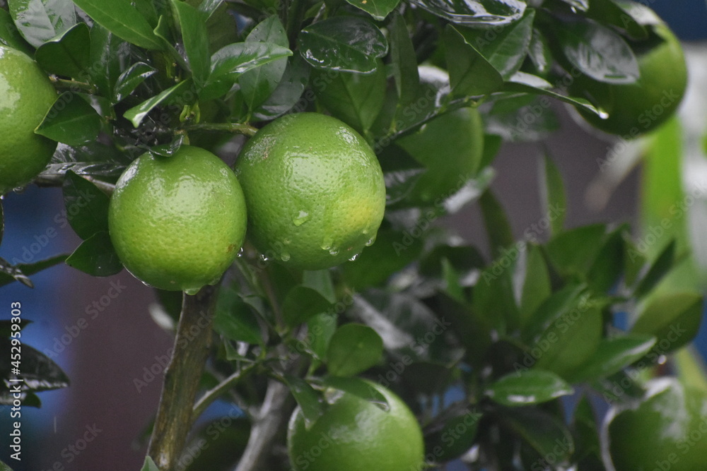 green apples on tree