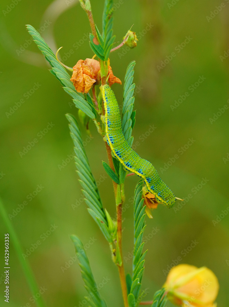 A perfectly camouflaged Cloudless Sulphur butterfly in its green, blue and yellow caterpillar stage is feeding on its host plant, Partridge Pea in a sunny meadow