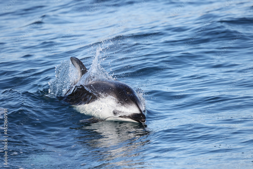 Fototapeta premium Pacific white-sided dolphin