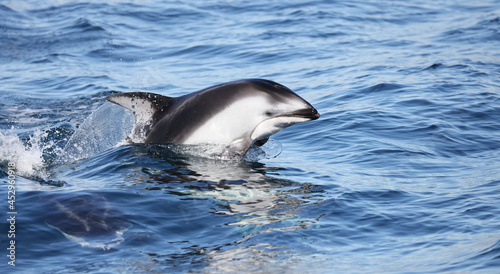 dolphin in the water, Pacific White Sided, California  Coast  photo