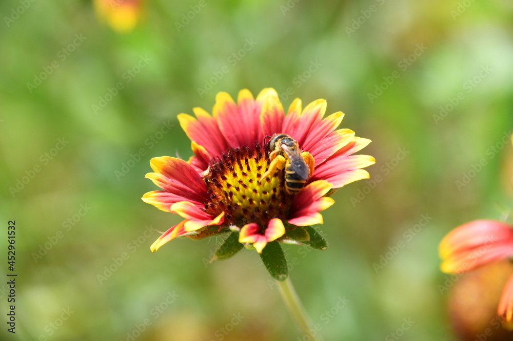 bumble bee covered in pollen on red, pink, and yellow flower blossom bumble bee covered in pollen on red, pink, and yellow flower blossom