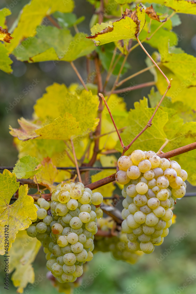 Grapes Riesling in autumn vineyard, Southern Moravia, Czech Republic Grapes Riesling in autumn vineyard, Southern Moravia, Czech Republic