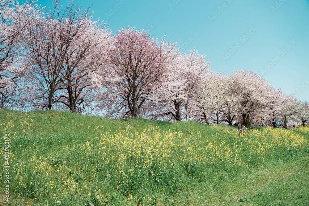桜と菜の花の堤防