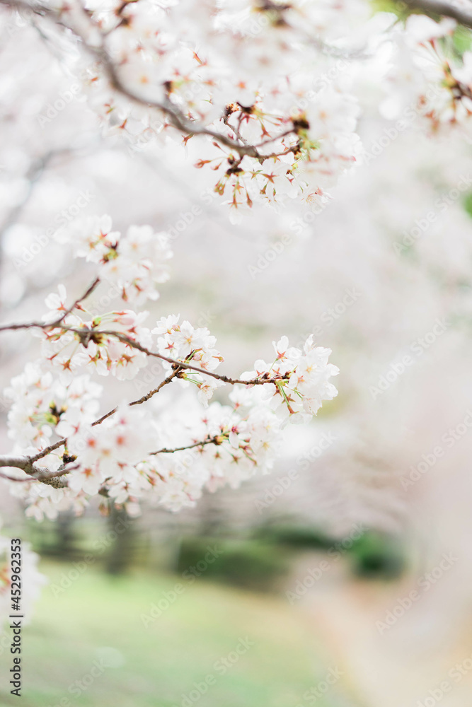 桜