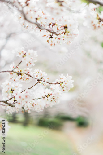 桜 © 由記 内尾