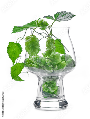 glass of hop plant cones isolated