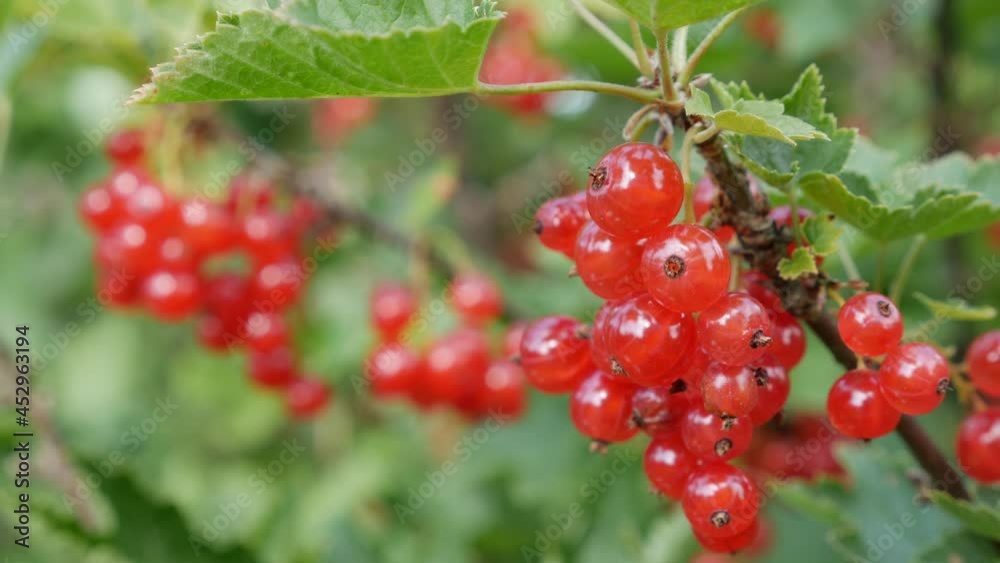 Fruits of red currant berries from the bushes in the summer garden, ready to harvest. Juicy ripe berries of a red currant on a bush. Garden berries background. Close-up Fruits of red currant berries from the bushes in the summer garden, ready to harvest. Juicy ripe berries of a red currant on a bush. Garden berries background. Close-up