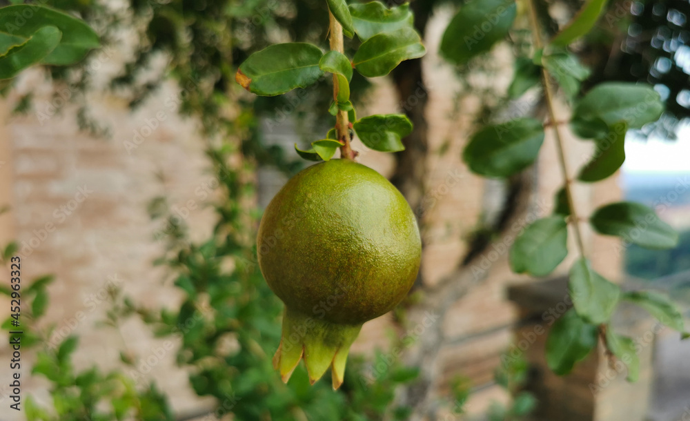 Melograno verde appeso al ramo frutto rami e foglie Melograno verde appeso al ramo frutto rami e foglie