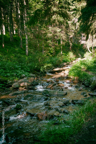 Mountain river, forest landscape. Calm landscape in the middle of a green forest. High quality photo © Inna
