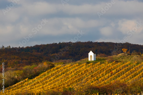 Autumn vineyard near Hnanice, Znojmo region, Southern Bohemia, Czech Republic photo