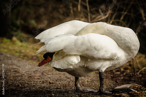 Closeup of a swan along a pond