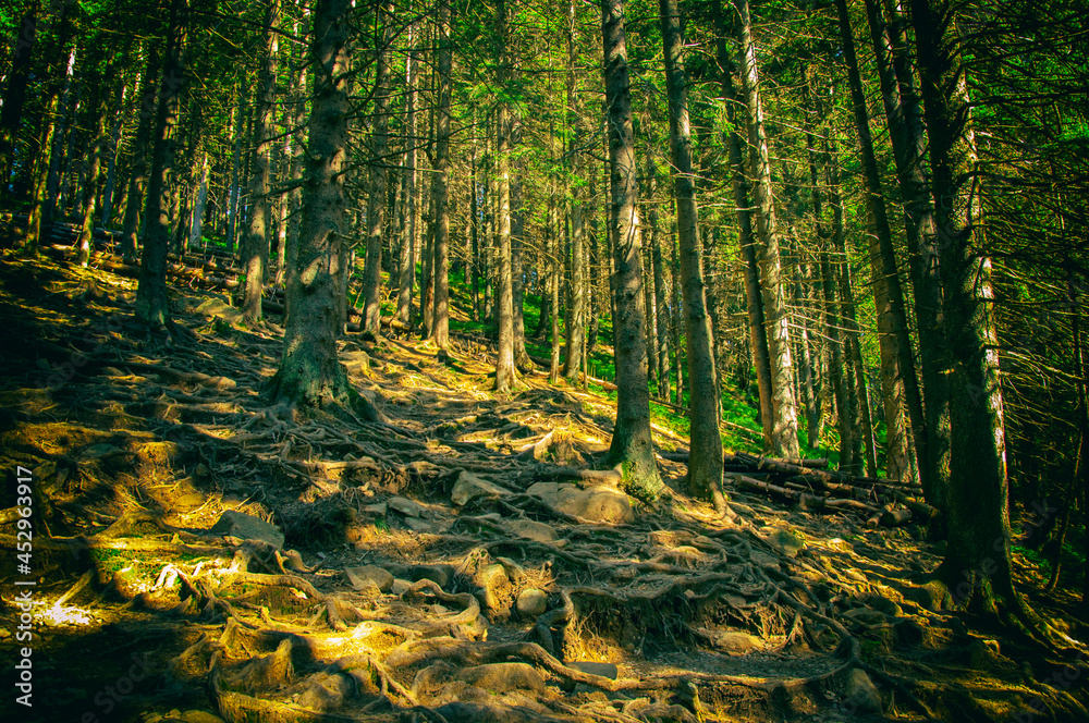 Obraz premium intertwined tree roots on the surface of the soil on the slope of the mountains. fabulous view. High quality photo