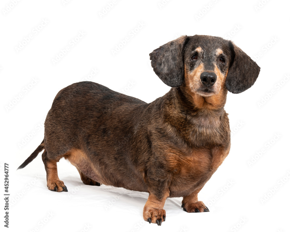 Old Blind Dachshund Isolated On White With Copyspace