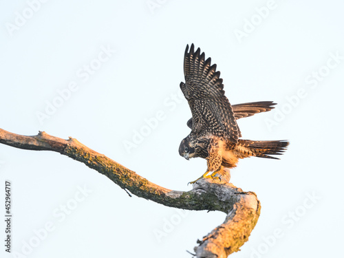 Peregrine Falcon with Open Wings Standing on Dead Tree Branch in Early Morning Light