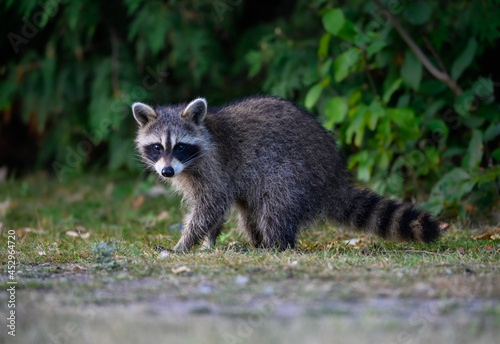 Canvas Print Young raccoon kit standing on grass, closeup portrait in summer