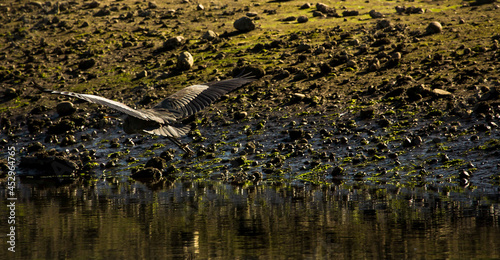 Heron taking off over seaside