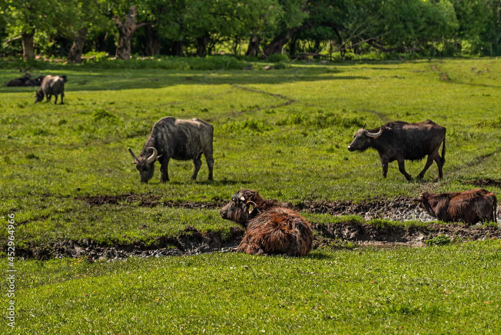 Grazing buffaloes on a grassy meadow around wallowing ponds Grazing buffaloes on a grassy meadow around wallowing ponds