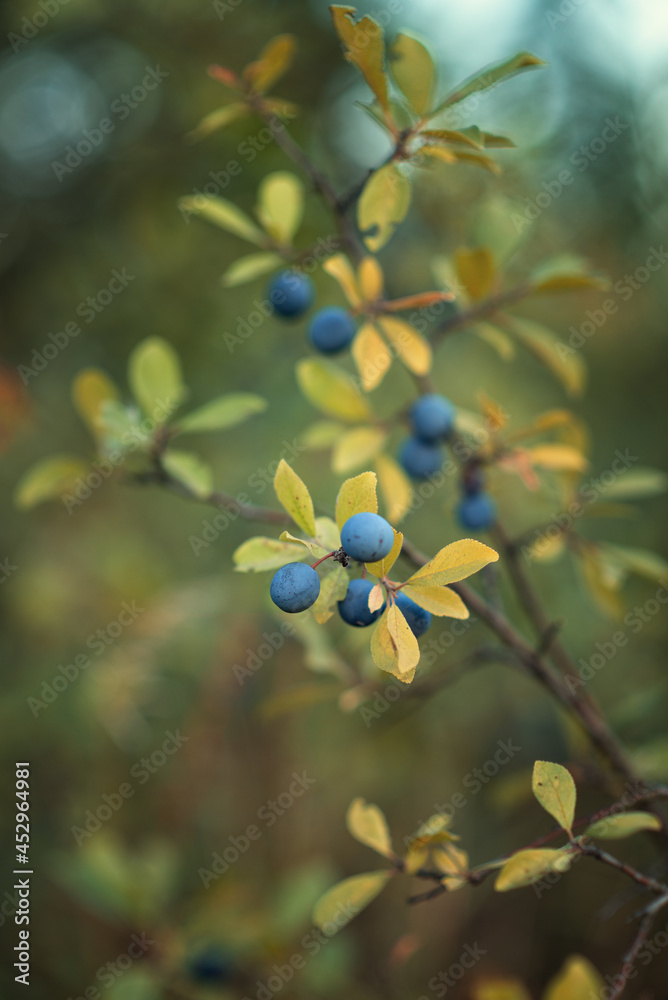Photo of a branch with blue plums. Photo of a branch with blue plums.