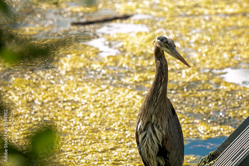 A closeup shot of a heron