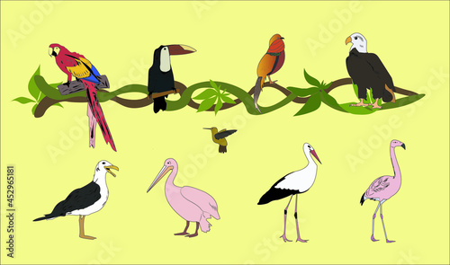 vector birds collection illustraton set animals