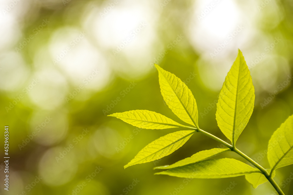 Green young leaves in the light of the sun on a blurred background