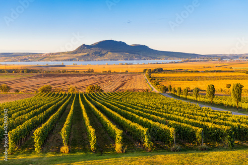 Autumn vineyards under Palava near Sonberk, South Moravia, Czech Republic photo