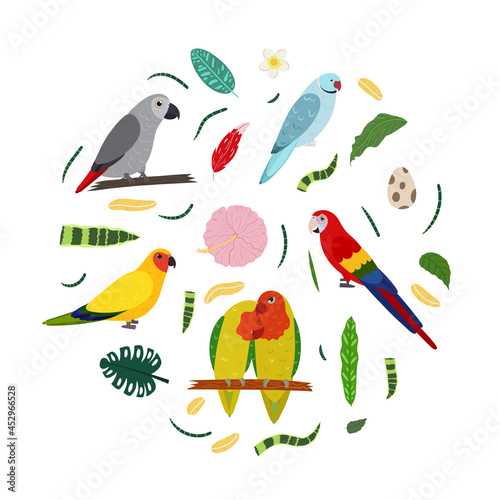 Design template with parrots in circle for kid print. Round composition of tropical birds lovebirs, macaw, african grey parrot jaco. Vector set of jungle life in cartoon style.