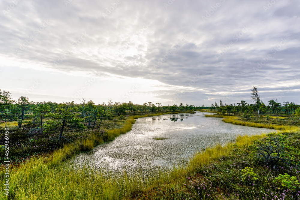 beautiful bog and marsh landscape with small lakes