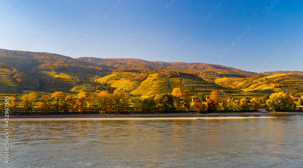 autumn vineyard in Wachau region, Austria autumn vineyard in Wachau region, Austria