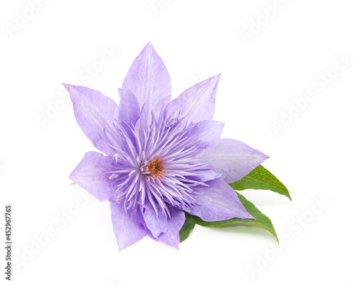 Blue beauty clematis.