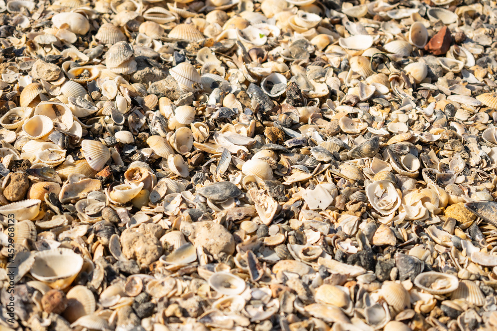 Seashells on the seashore. Selective focus