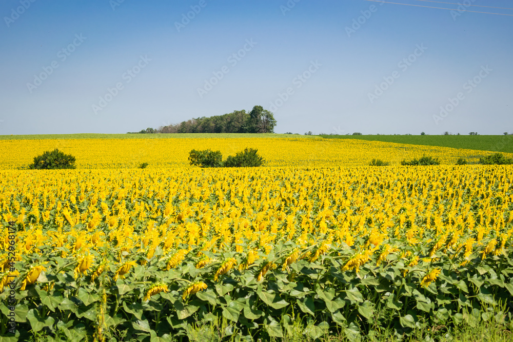 Field of yellow sunflowers. Selective focus

